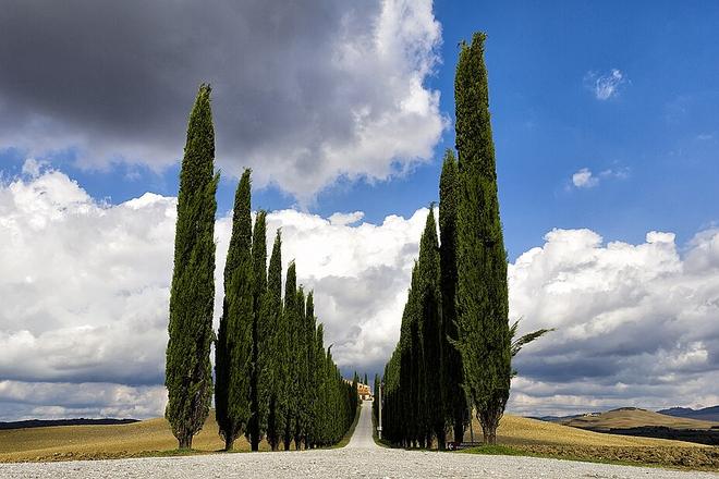 Val d'Orcia 柏樹路