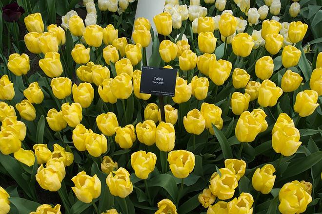 Keukenhof 花園